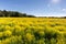 Meadow with yellow cress on a clear Sunny day. ÑÐ½Ñ‹Ð¹ ÑÐ¾Ð»Ð½Ðµ